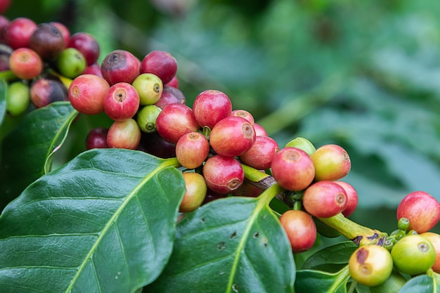 Los granos de café arábica en el árbol en la montaña en la granja del norte de Tailandia
