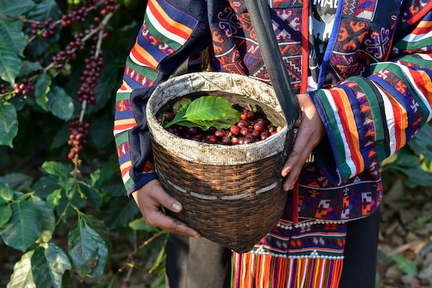 Los granos de café arábica se empaquetan en una canasta de agricultores cultivados en las tierras altas del norte de Chiang Mai en Tailandia.