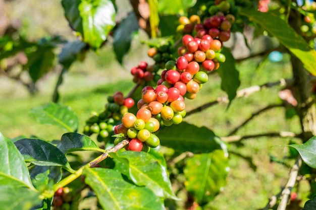 Granos de café arábica madura en un árbol