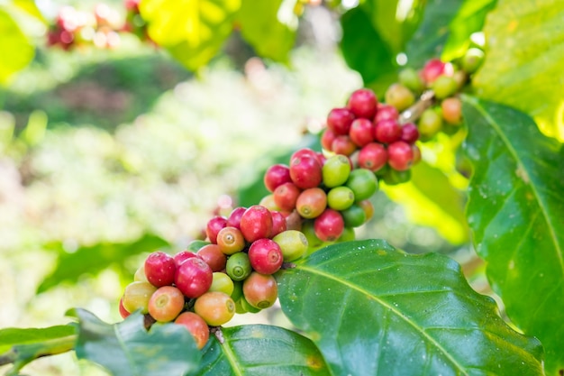 Granos de café arábica madura en un árbol