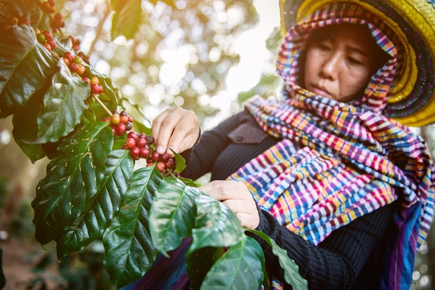 Granos de café en el árbol en la granja