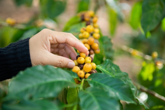 Granos de café en el árbol en la granja