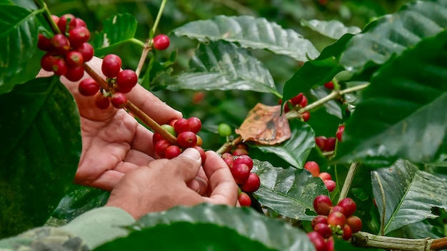 Granos de café en el árbol