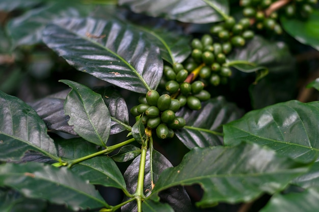 Granos de café en un árbol