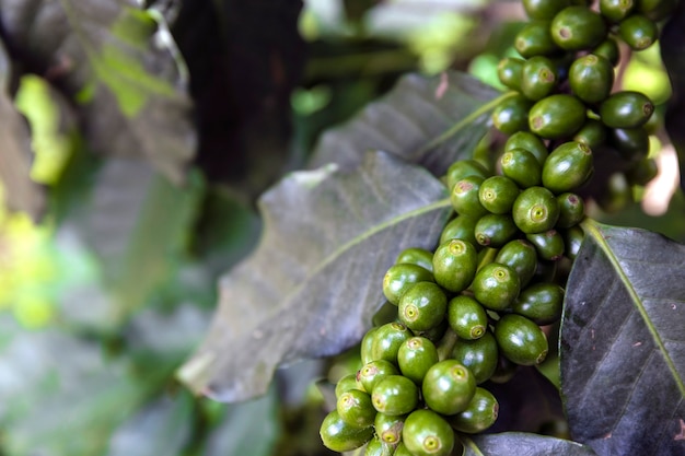 Granos de café en un árbol