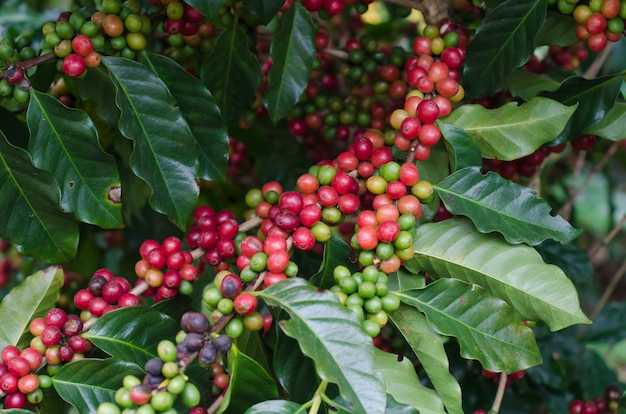 Granos de café en los árboles