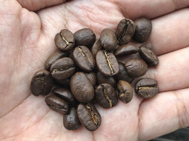 Granos de café asados frescos en la mano humana.