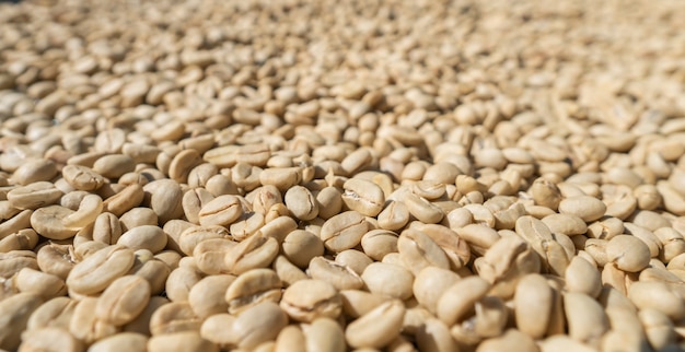 Granos de café blanco secos al sol en el proceso de secado de la arábica pelada de la granja