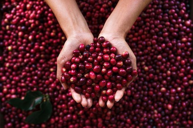 Granos de café cereza, café rojo en el saco y en la mano