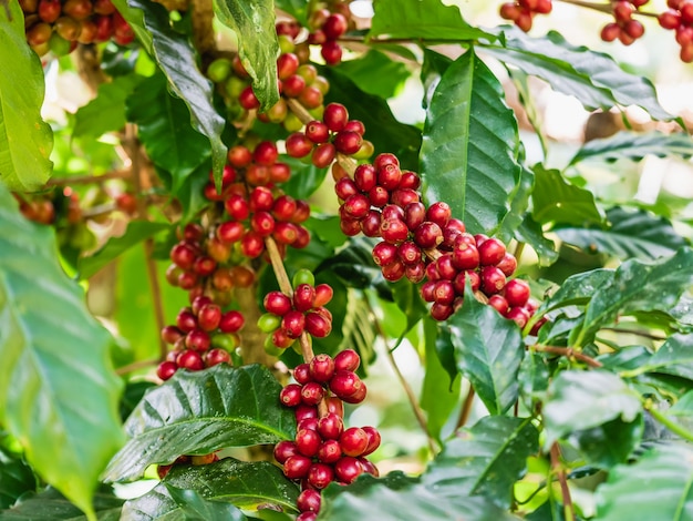 Granos de café en cereza en la rama de la planta de café