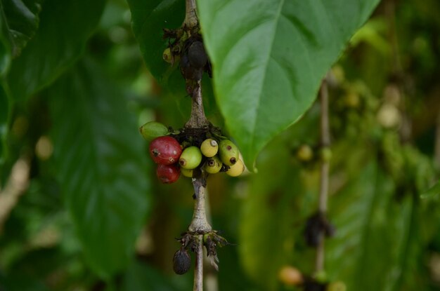 Foto los granos de café crecen bien en climas fríos y húmedos