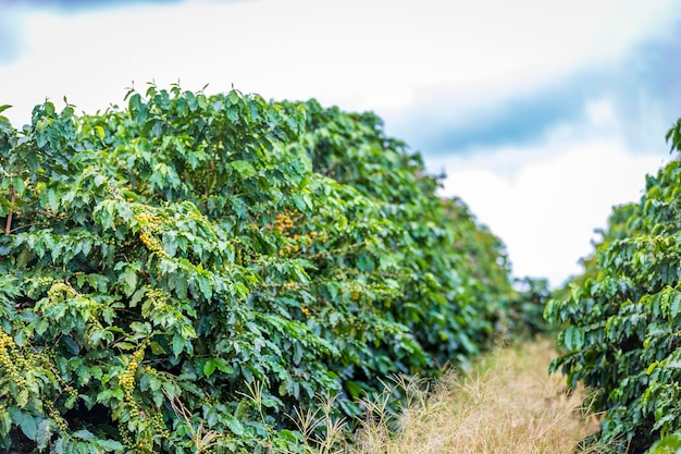 Foto los granos de café crecen en cafeto en la campiña de brasil