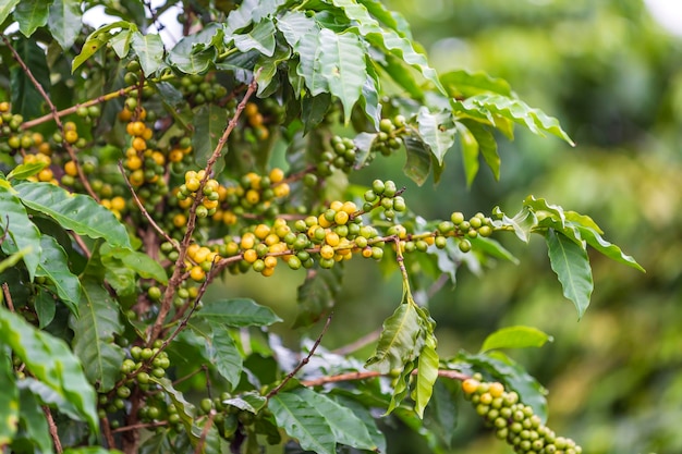 Los granos de café crecen en cafeto en la campiña de Brasil