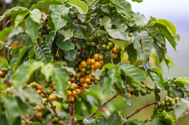 Foto los granos de café crecen en cafeto en la campiña de brasil