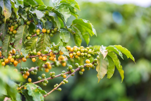 Los granos de café crecen en cafeto en la campiña de Brasil