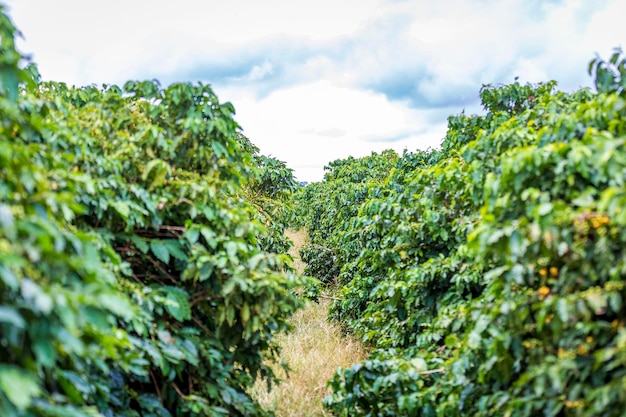 Los granos de café crecen en cafeto en la campiña de Brasil