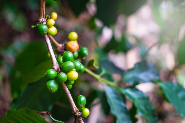 Granos de café crudos de cafetos