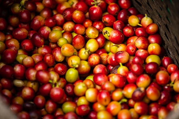 Granos de café crudos en la cesta del agricultor