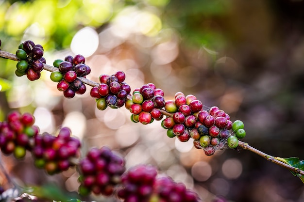 Foto granos de café crudos y hojas verdes en el área agrícola en la montaña chiang rai tailandia