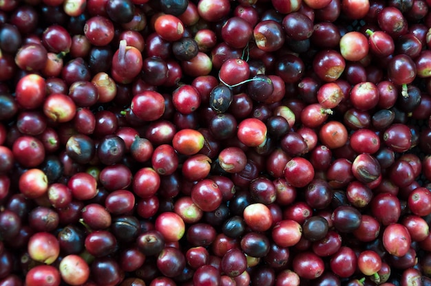 Granos de café frescos antes de la maduración de los granos de semillas de café tostado