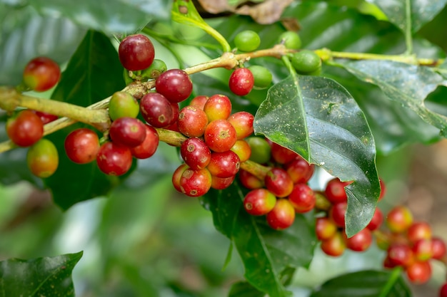 Granos de café frescos del Arabica que maduran en árbol en el norte de Tailandia