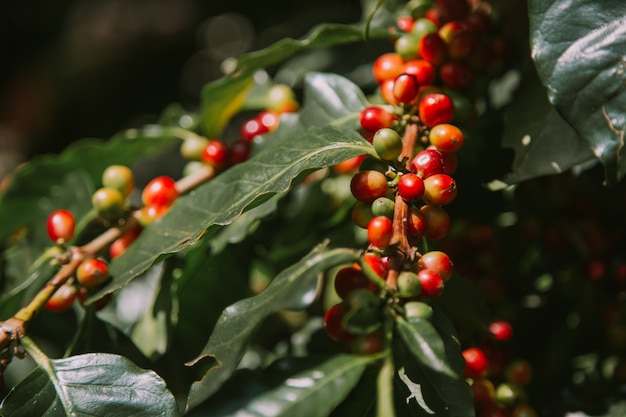 Foto granos de café frescos en el árbol.