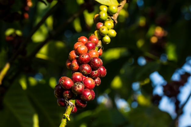 Los granos de café frescos en los cafetos indican que las semillas están llenas.