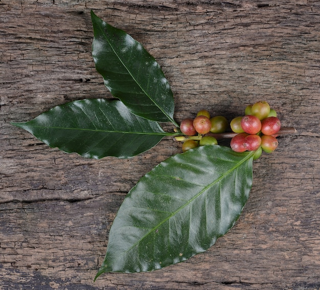 Foto granos de café frescos en un piso de madera