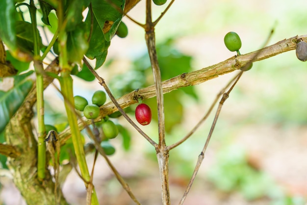 Granos de café frescos en la rama de la planta de café Hojas de plantación de vivero de árboles de café arábica