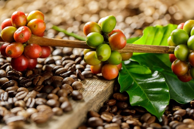 Granos de café en hojas de café verde sobre fondo de madera, granos de café frescos sobre fondo de madera