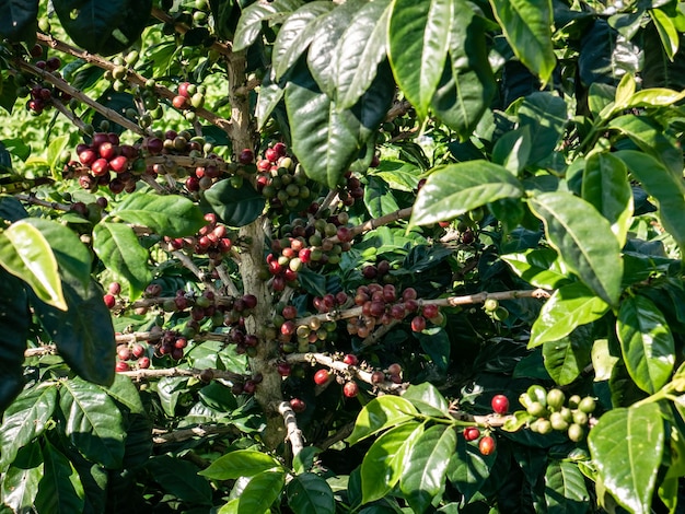 granos de café con hojas densas