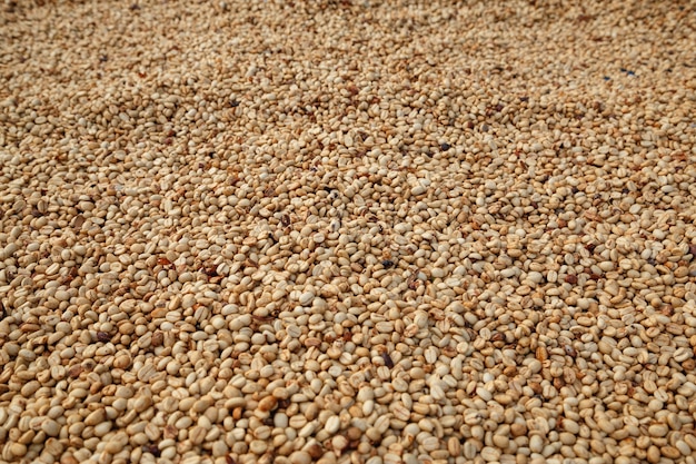 Granos de café con leche crudos y sin tostar