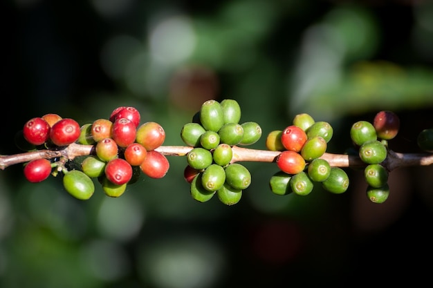 Los granos de café de maduración en el árbol en el norte de Tailandia