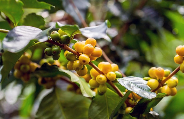 Los granos de café de maduración en el árbol en el norte de Tailandia