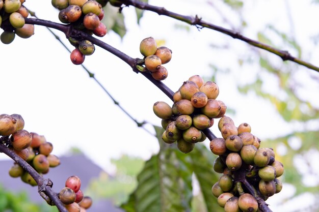 Granos de café de maduración, granos de café frescos en cafeto