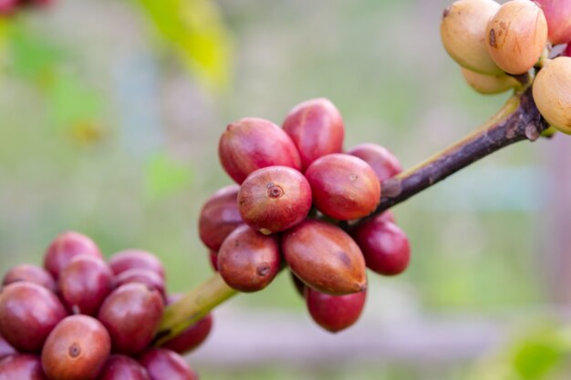 Granos de café de maduración, granos de café frescos en cafeto