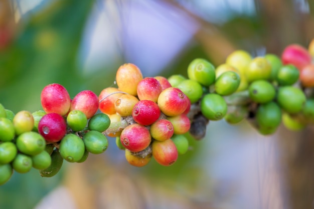 Granos de café madurando en árbol