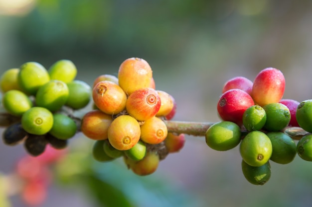 granos de café madurando en el árbol