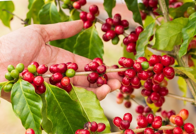 Granos de café madurando en árboles en el norte de Tailandia