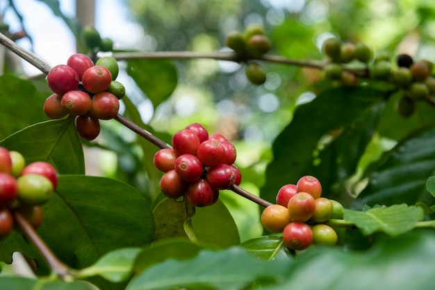 Granos de café madurando café fresco rama de baya roja