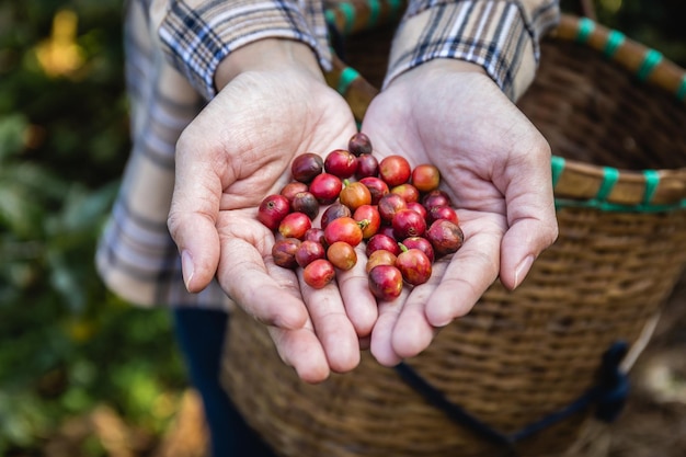 Los granos de café en las manos de un agricultor recogidos de la plantación