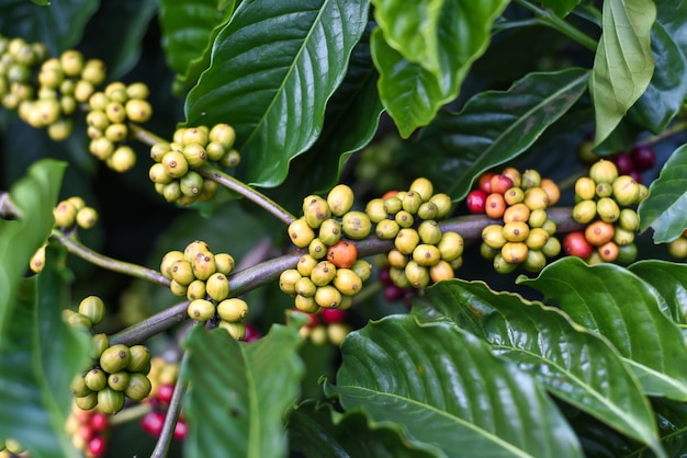 Granos de café que crecen en Da Lat Vietnam