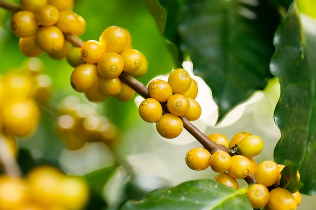 Granos de café que maduran en árbol en el norte de Tailandia