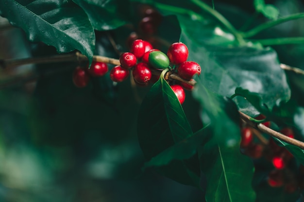 Granos de café que maduran en árbol en el norte de Tailandia