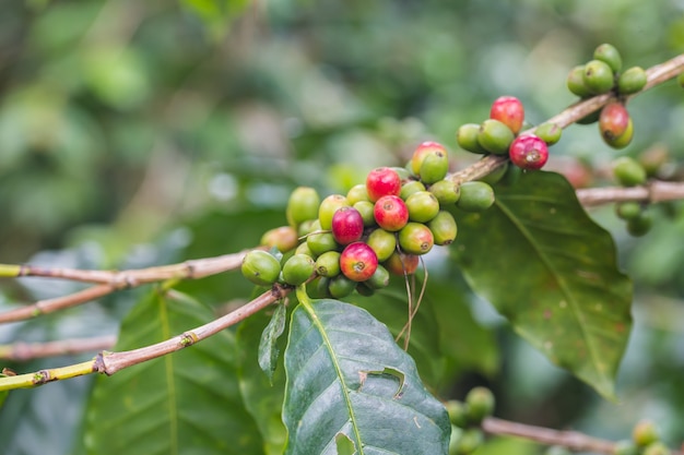 Granos de café que maduran, café fresco en árbol en el norte de Tailandia