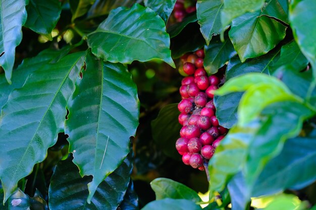 Granos de café en la rama. Café Arábica.