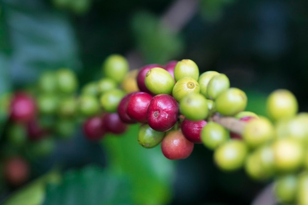 Granos de café en la rama del cafeto de un cafeto con frutos maduros