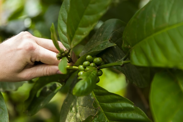 Granos de café en una rama de cafeto con hojas