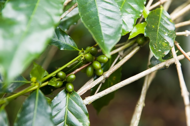 Granos de café en una rama de cafeto con hojas