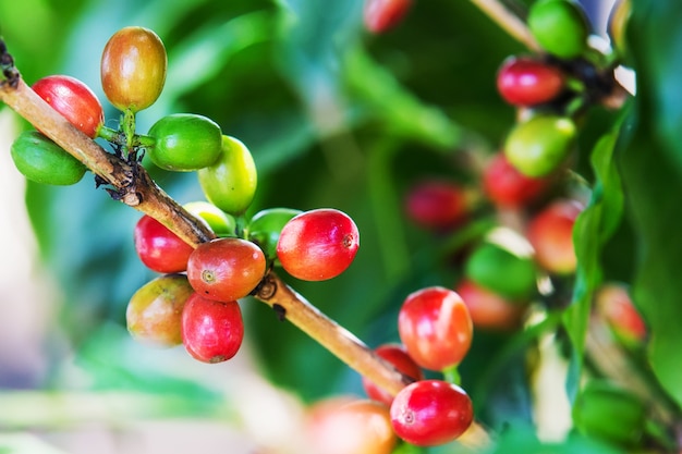 Granos de café en la rama. Robusta Coffee.